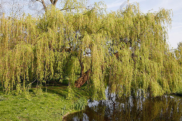 荷兰阿姆斯特丹城市公园Vondelpark的一棵柳树。