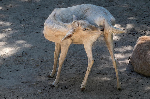 年轻的白色瞪羚gazellaleptoceros舔清洁皮毛