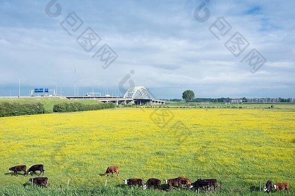 小牛黄色的毛茛属植物草地桥河列克荷兰