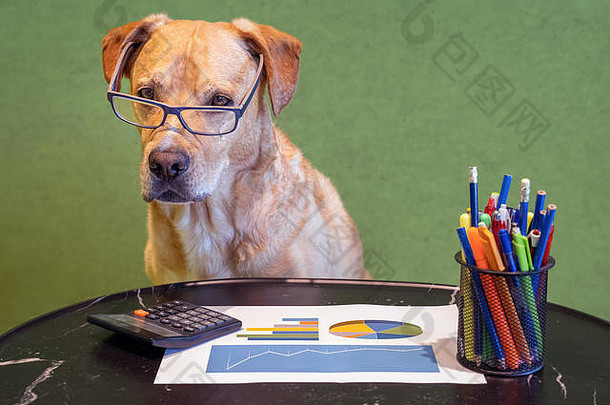 狗金融工作报告笔计算器表格狗眼镜
