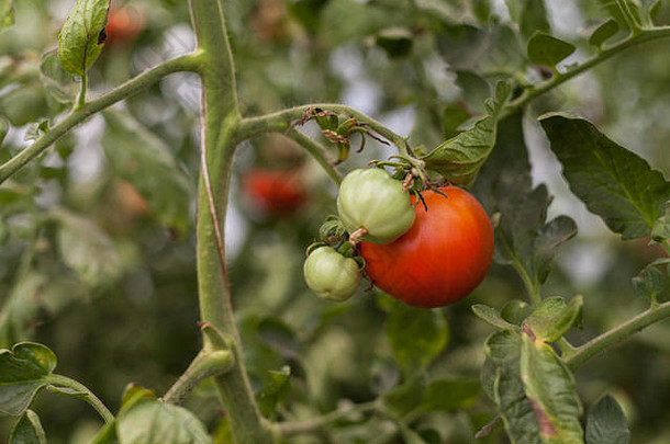 有机番茄种植园红色的西红柿