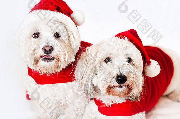 两只穿着圣诞老人服装的可爱的科顿·德·图莱尔狗