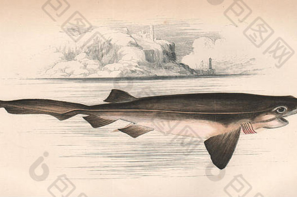 钝刺六鳃鲨。六鳃鲨，牛鲨。沙发，旧版1862