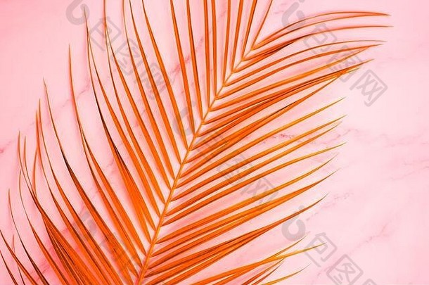 粉红色背景上亮橙色的长袍叶。描绘热带棕榈叶的特写镜头。平面布置，俯视图。
