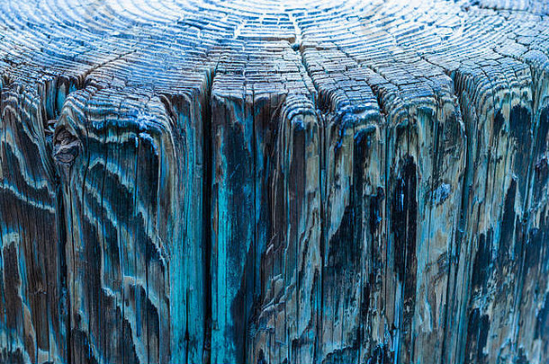 树木年轮俯视图和风化木墩侧视图，背景为褪色油漆的古董垃圾纹理，表面粗糙，垂直