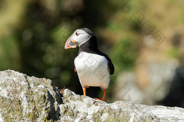 大西洋海雀嵌套伦加Treshnish群岛赫布里底群岛苏格兰