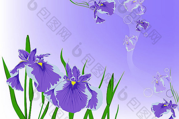 背景是紫罗兰色的花