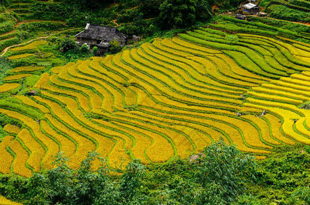 越南北部的水稻梯田