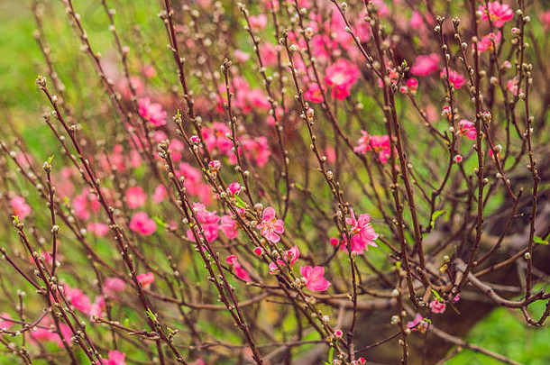 樱花。春天的樱花，美丽的粉红色花朵