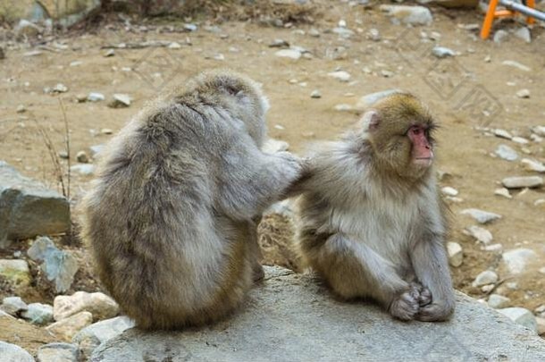 吉戈库达尼猴子公园为游客提供了观看野生猴子在天然温泉中沐浴的独特体验。公园里有一个人工游泳池。
