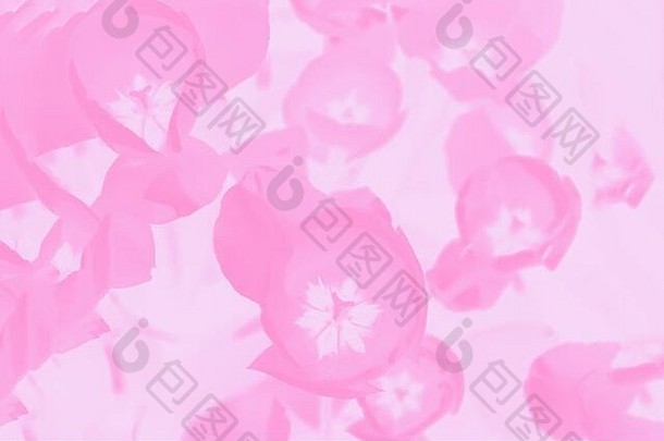 粉红色的郁金香花模式光粉红色的背景