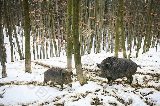 野生公猪走泥覆盖雪森林