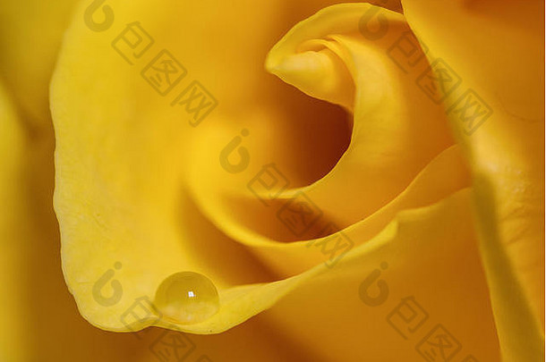 美丽的黄色的玫瑰花特写镜头宏焦点堆放小水滴花瓣软纹理
