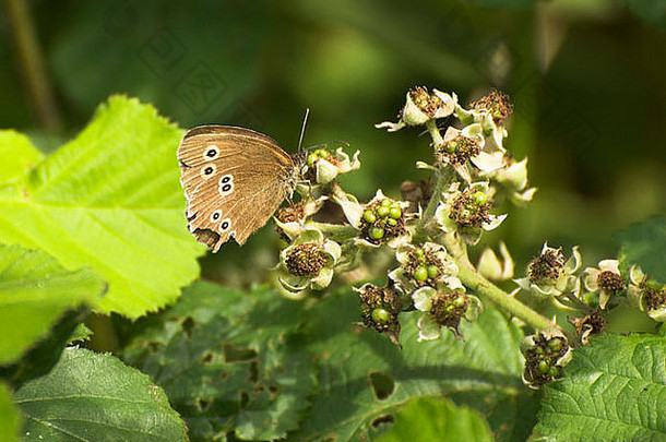 一只破旧的、翅膀受损的环斑蝶（Aphantopus hyperantus）栖息在荆棘丛中。