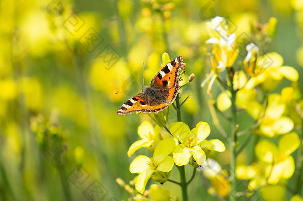 小龟甲蝴蝶Aglais测定了美丽的黄色的野花多塞特郡