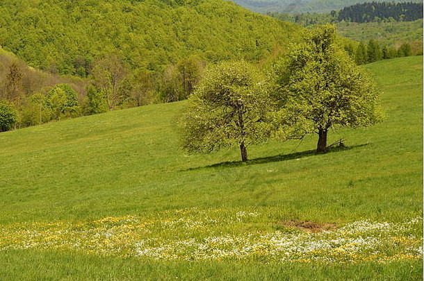 可爱的春天背景花盛开的草地Bieszczady山波兰