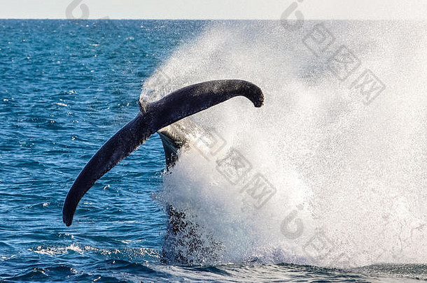 昆士兰州赫维湾，座头鲸拍打着尾巴浪花
