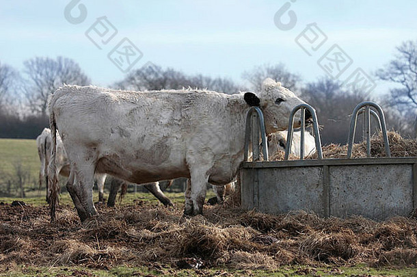 英国白色小母牛吃有大轮金属给料机场冬天西苏塞克斯英格兰