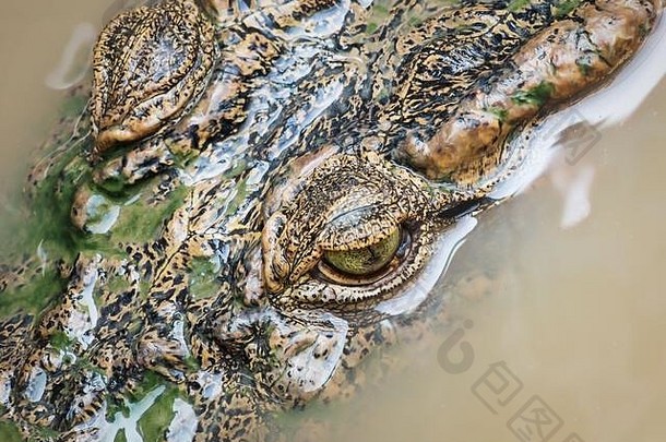 柬埔寨洞里萨湖<strong>棕绿色</strong>带眼睛鳄鱼头鸟瞰图