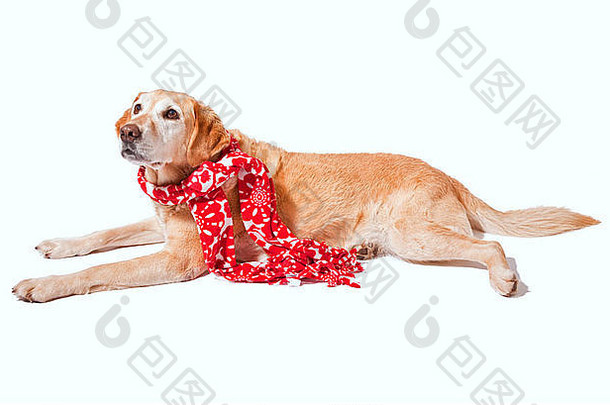 一种成熟的金色拉布拉多犬，圣诞节时戴上节日围巾。