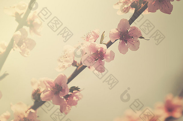开花的桃树，复古的样子