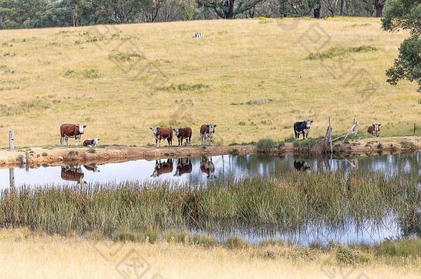 在一个大的长满草的农田里，奶牛在一个水坑里