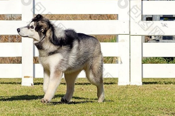配置文件视图年轻的美丽的黑色的白色西伯利亚沙哑的小狗狗走草令人惊异的以前