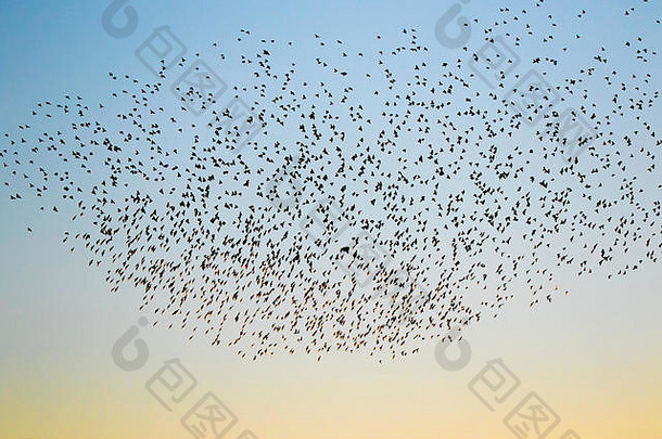 布莱克浦，兰开夏郡，英国。2019年2月2日。成千上万只美丽的椋鸟在布莱克浦北码头上空翩翩起舞，这是睡前的最后一支华尔兹。随着气温开始下降，越来越多的鸣禽每天晚上成群结队地栖息在铁柱下，以躲避刺骨的寒