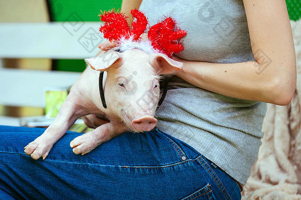一只小白猪坐在女人的腿上。有趣的小猪，背景是有鹿角的新年玩具。
