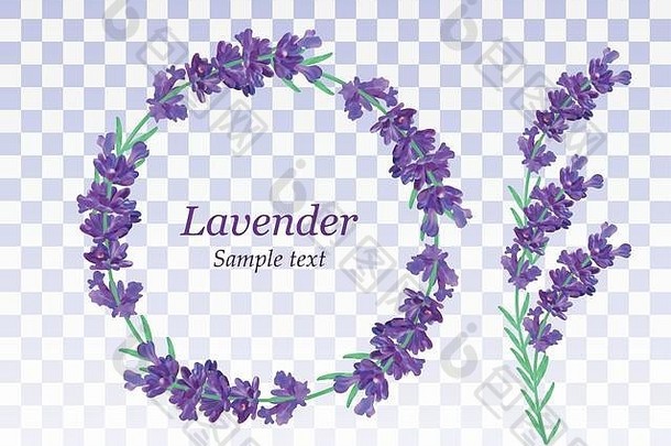 薰衣草花环孤立的透明的背景群美丽的紫罗兰色的花现实的薰衣草复制空间文本香