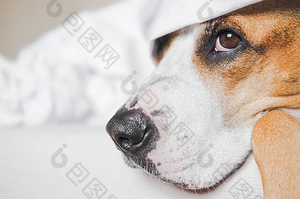一只被白色毯子覆盖的狗的特写肖像。描绘呆在家里、躺在床上、懒惰和<strong>不出门</strong>的宠物