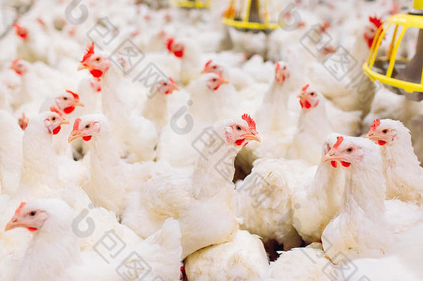 室内养鸡场、养鸡场、肉鸡养殖场
