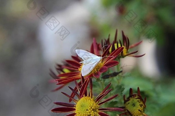 红菊花上的小白菜蝴蝶