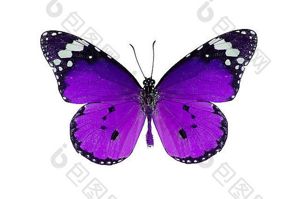 美丽的普通虎蝶（Danaus chrysippus）在过程中颜色隔离在白色上