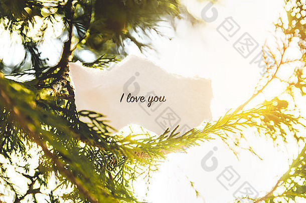 我爱你用复古的颜色在松树上发短信。