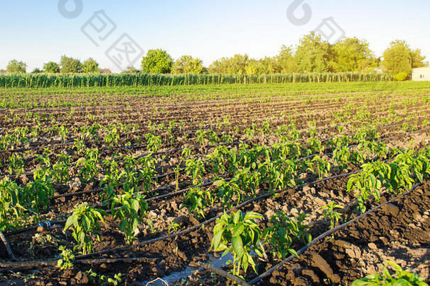 行年轻的胡椒农场阳光明媚的一天日益增长的有机蔬菜滴灌溉环保产品农业农业乌克兰