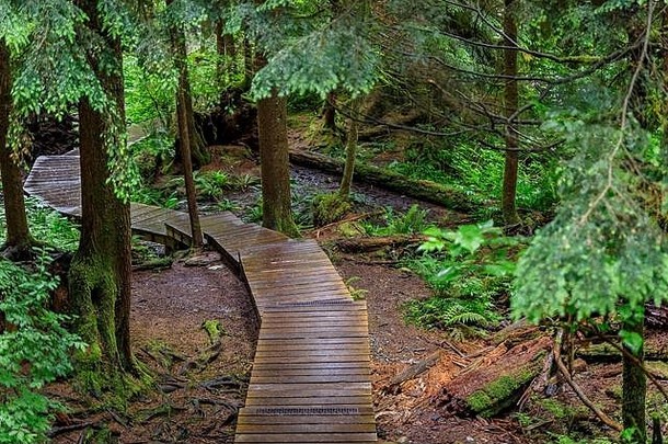 木楼梯通路松树多雨的一天林恩峡谷公园森林温哥华加拿大