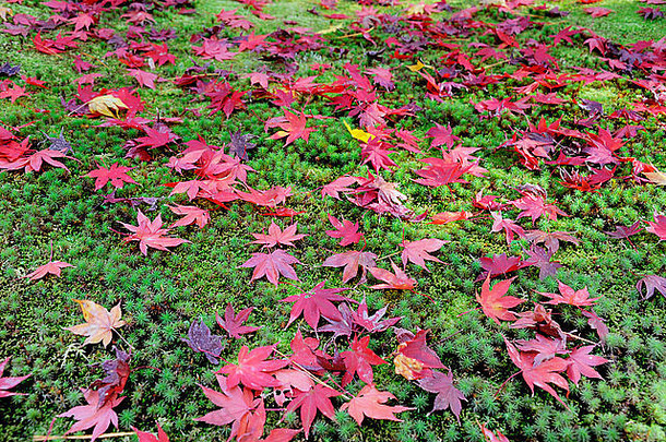 秋天，京都金阁寺辖区苔藓地上的日本枫树叶子