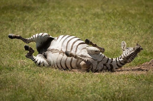草原斑马在草原上享受沙浴