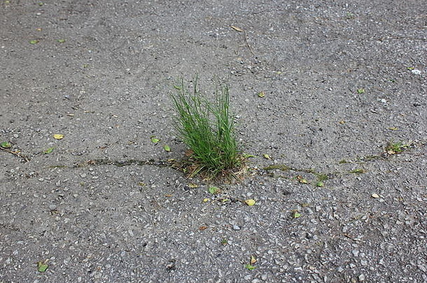 生长在沥青海中的一小丛绿草。