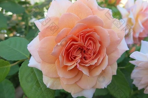 大卫·奥斯汀的一朵英国灌木玫瑰的特写镜头，名为格雷斯；杏红色，香气<strong>淡雅</strong>，重复开花。