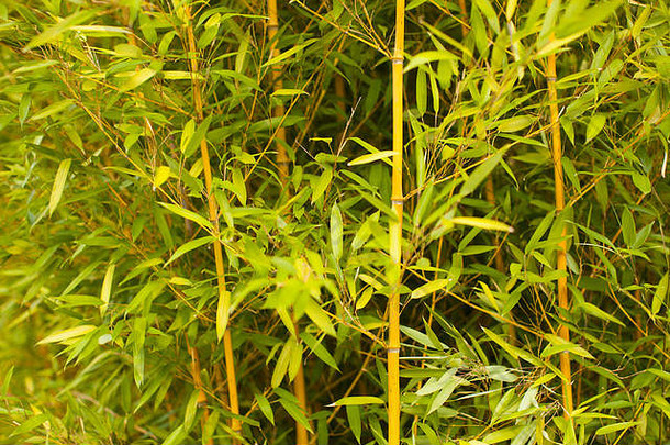 绿色竹子茎