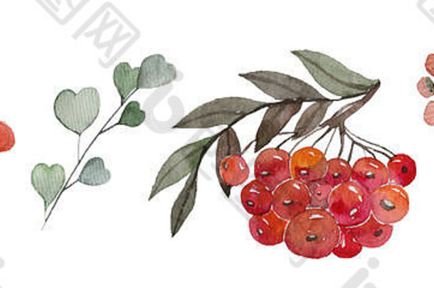 集手画冬天植物一品红槲寄生冷杉球果冬青草图插图