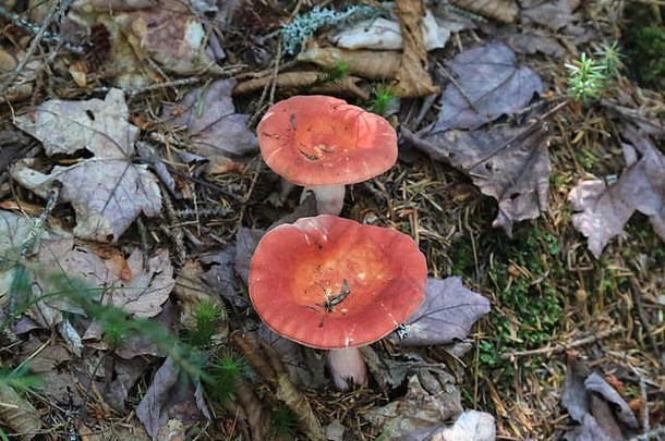 巴克斯特州立公园森林地面上的蘑菇