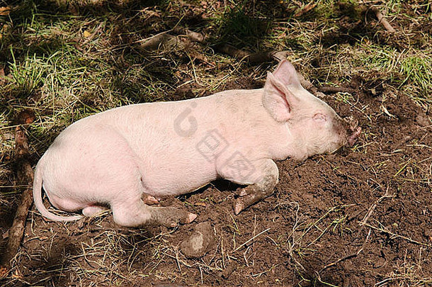 小猪睡觉泥泞的场