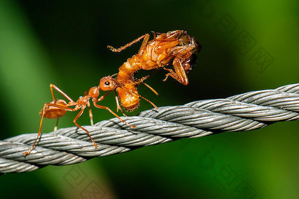 红色的蚂蚁走携带错误身体深绿色<strong>背景</strong>