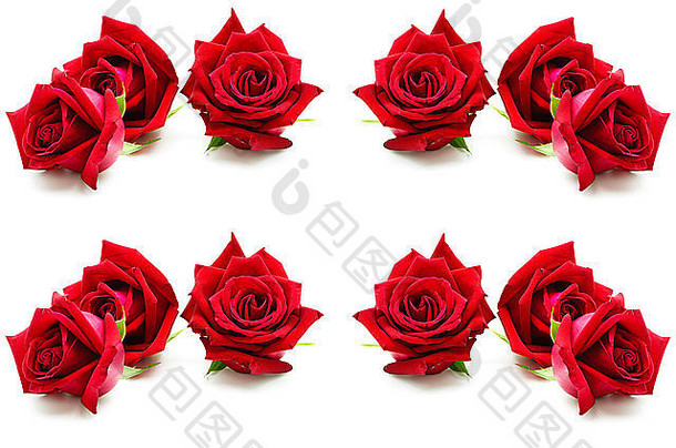 美丽的红玫瑰，隔离在白色背景上