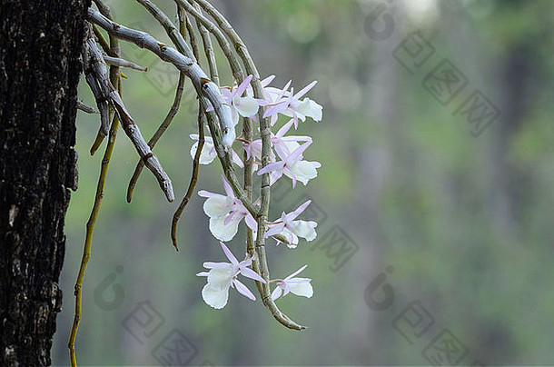泰国森林中美丽的野生兰花