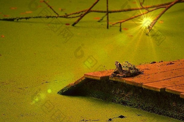 金光下晒太阳的乌龟