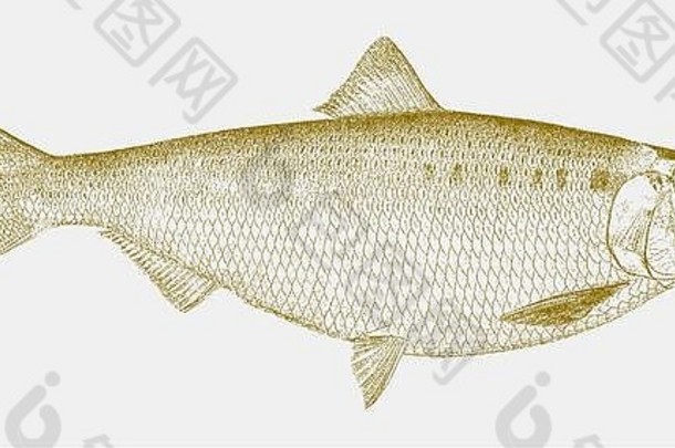 女胡桃木鲱鱼alosamediocris鱼东海岸曼联州一边视图